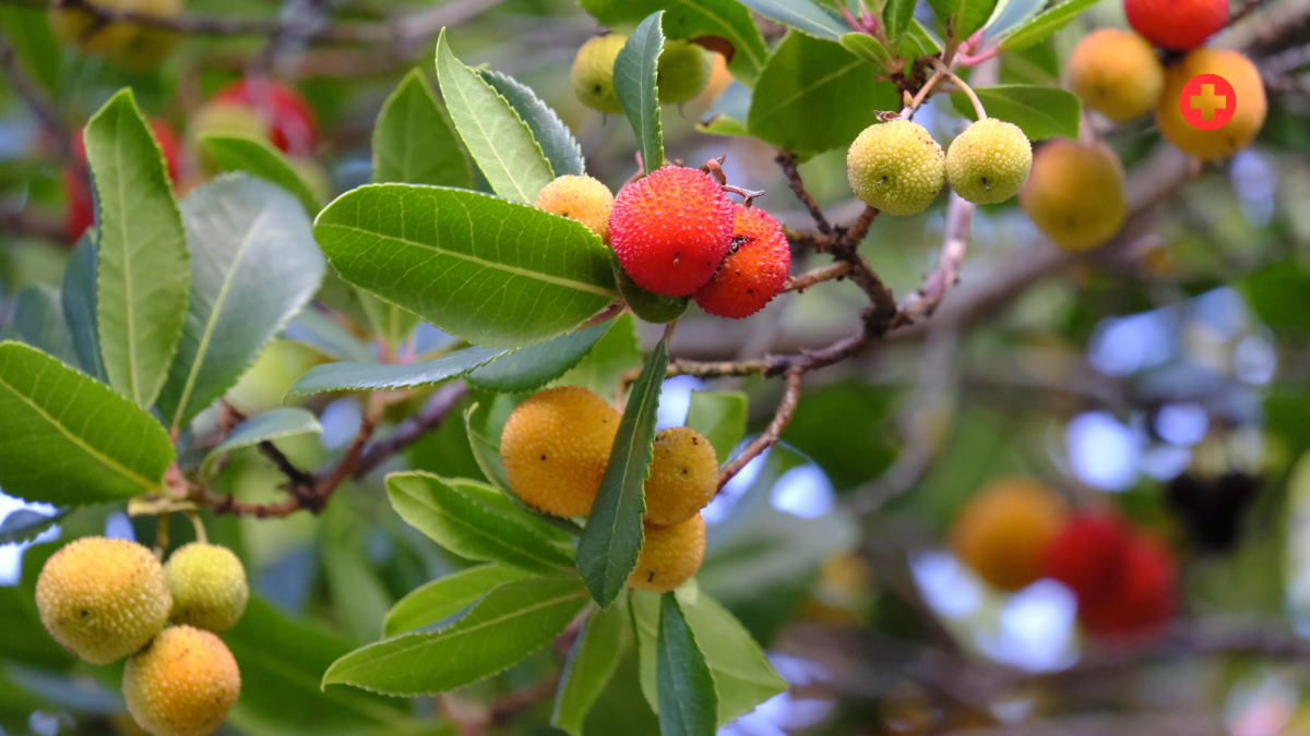 7 Fruit Trees That Thrive in Cold Climates, According to Fruit Growers